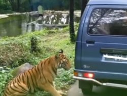 Detik-Detik Harimau di Taman Safari Mendekati Mobil Pengunjung, Picu Kepanikan