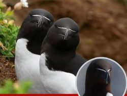 Ditemukan Burung Mirip Penguin, Diduga Warisan Terakhir Spesies Punah