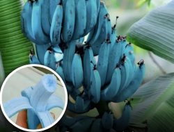 Blue Java, Pisang Langka Berwarna Biru yang Tumbuh di Iklim Dingin Indonesia