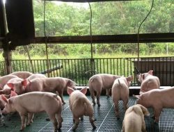 MUI Jateng Haramkan Proyek Peternakan Babi Rp 30 Triliun di Jepara: Risiko Sosial, Agama, dan Lingkungan