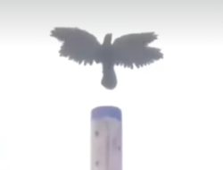 Warga Bogor Heboh dengan Penampakan Burung Bersayap Empat, Pertanda Apa?