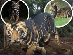 Harimau Hitam Super Langka Tertangkap Kamera di Hutan India