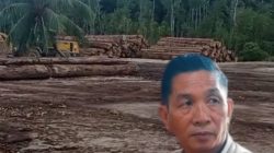Penebangan Kayu di Pulau Pini Disorot, Pemerintah Tegaskan Perizinan PT Gruti