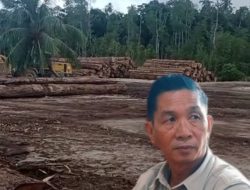 Penebangan Kayu di Pulau Pini Disorot, Pemerintah Tegaskan Perizinan PT Gruti