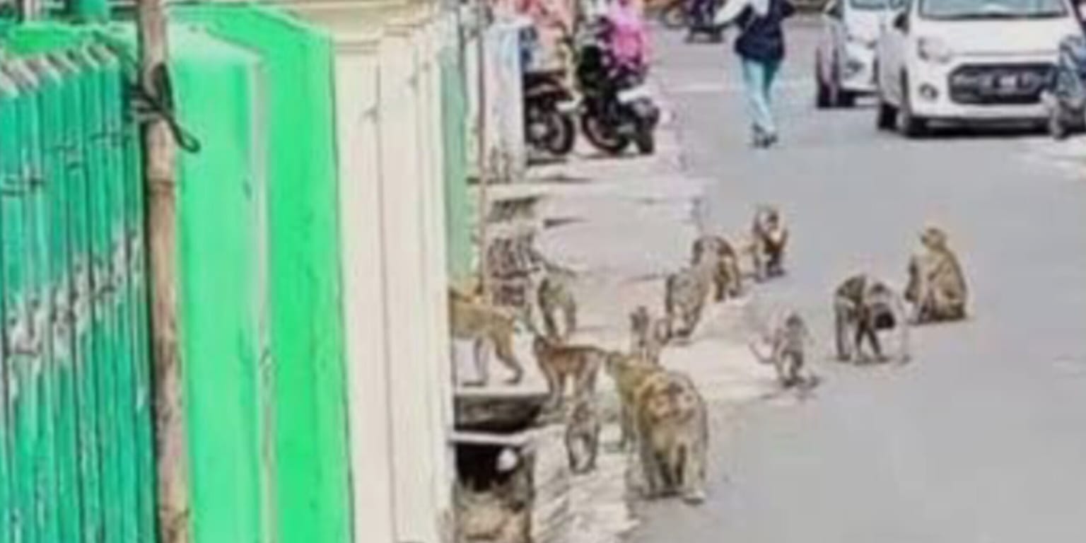 Habitat Tergerus Alih Fungsi Lahan, Teror Monyet Liar Serang Pemukiman Warga di Indragiri Hilir