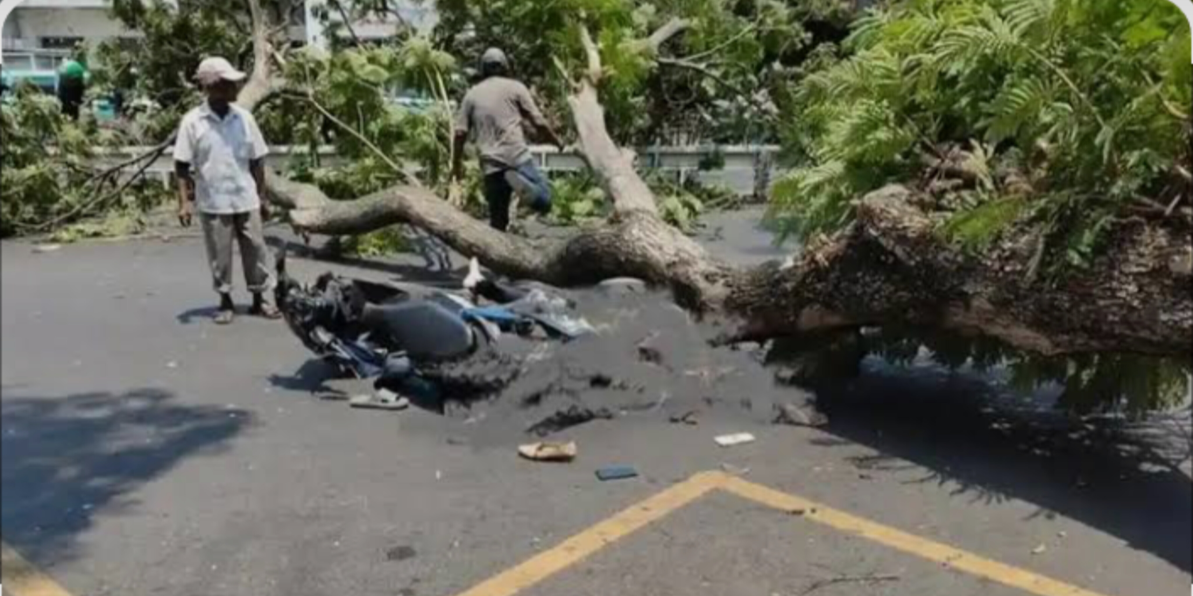 Tragis! Pohon Tumbang di Jalan Pandanaran Semarang Timpa 3 Pengendara, Pasutri Meninggal Dunia