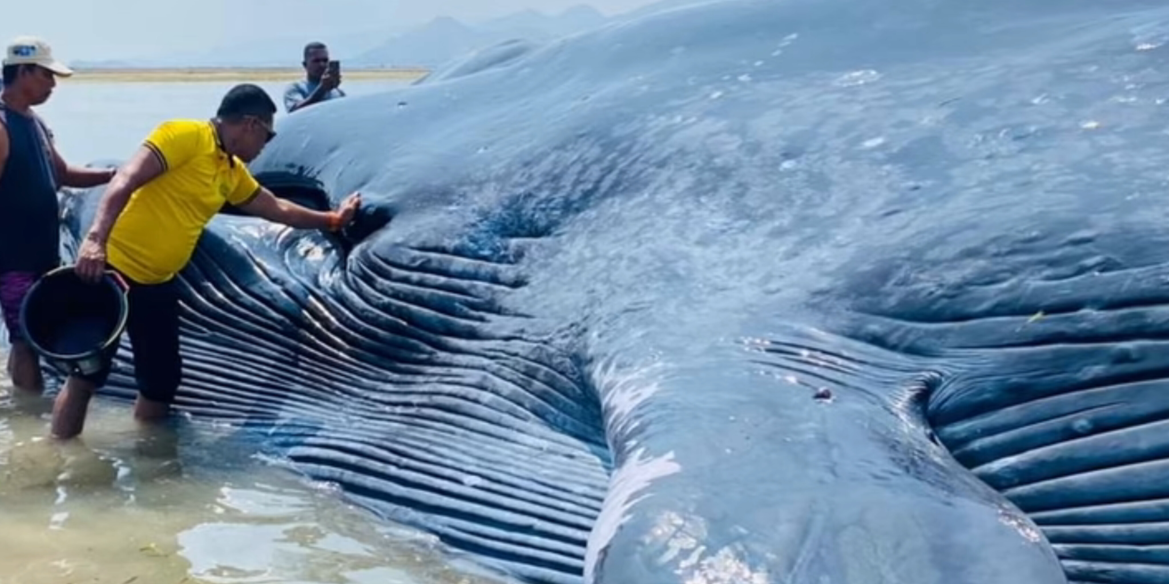 PAUS BIRU SEPANJANG 25 METER TERDAMPAR DI PERAIRAN RIUNG, NTT: WARGA DAN TIM SAR BERGERAK CEPAT